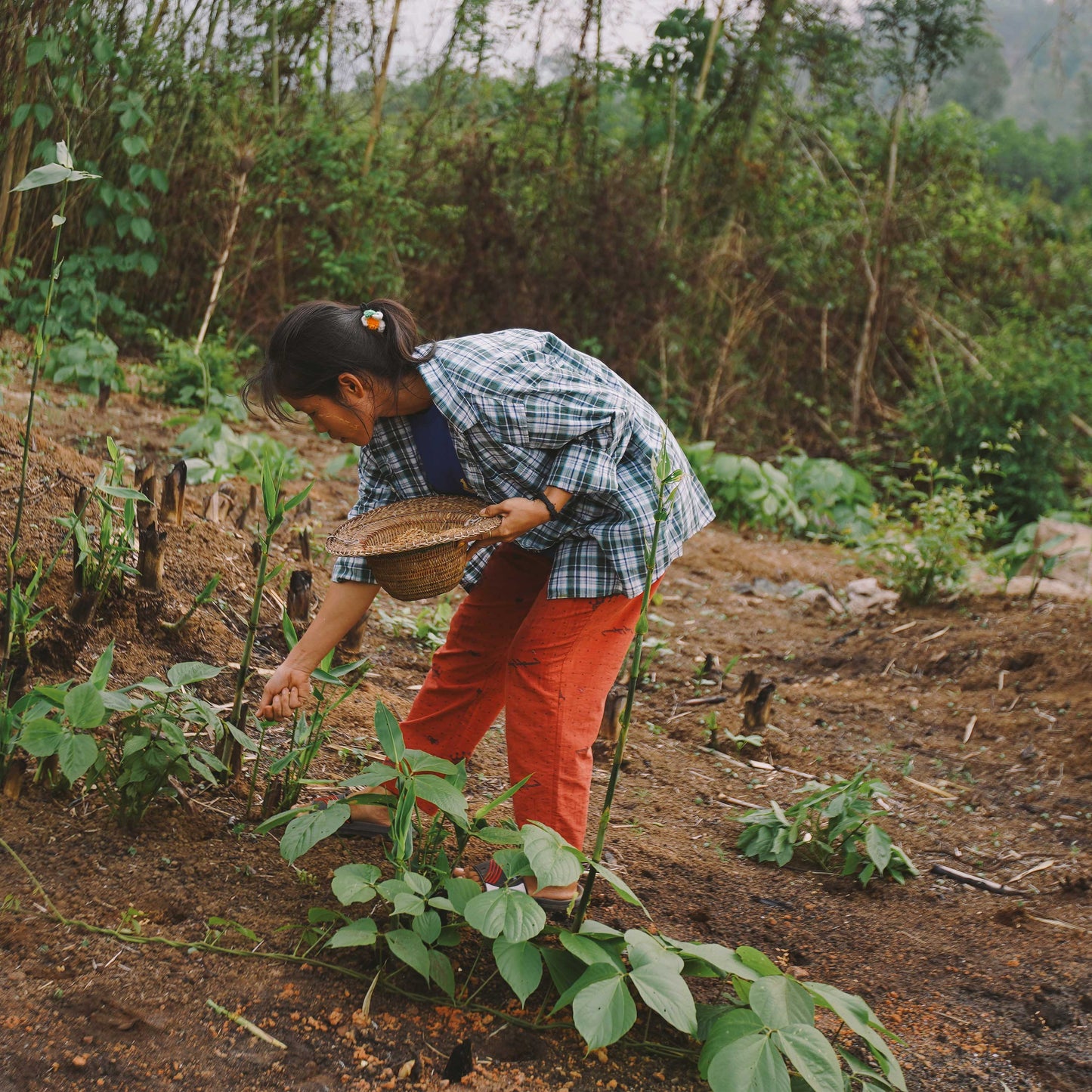 Agriculture Training